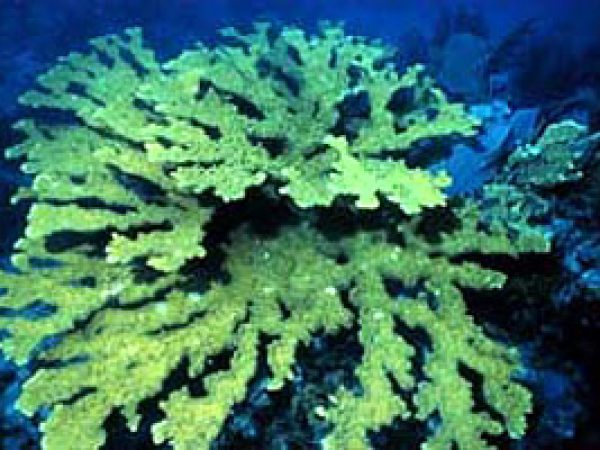 Reef-building coral. Photo courtesy Paige Gill, Florida National Marine Sanctuary