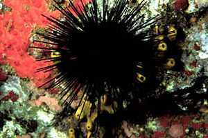 Sea Urchin (Diadema antillarum). Photo © James L. Van Tassell