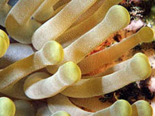 Sea anemone. Photo © Mark Younger