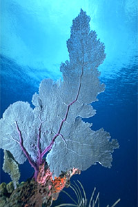 Sea fan. Photo © Eugene Weber, California Academy of Sciences