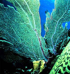 Sea fan. Photo courtesy NOAA