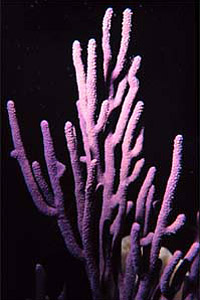 Gorgonian coral. Photo courtesy Florida Keys National Marine Sanctuary