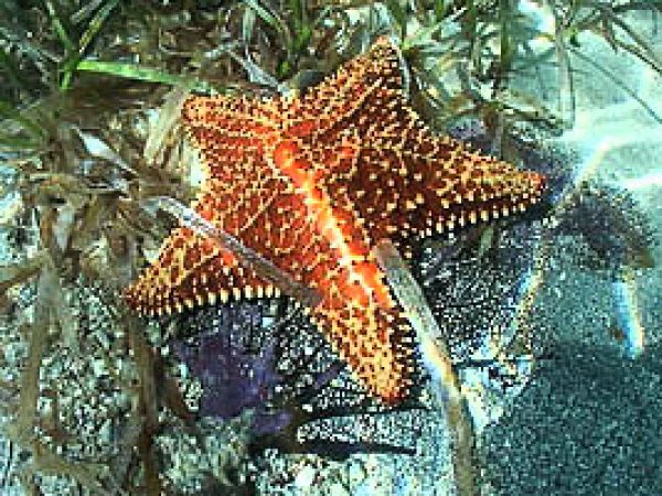 Seastar. Photo © Leroy Ellis