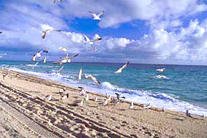 Shoreline. Photo courtesy South Florida Water Management District