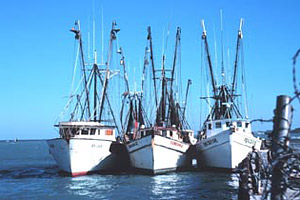 Shrimp boats. Photo courtesy NOAA