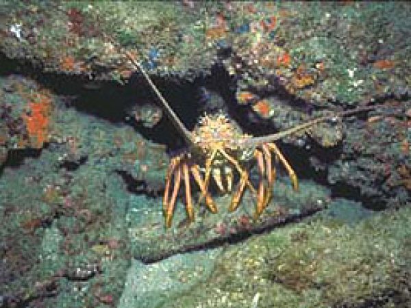 Spiny lobster. Photo courtesy NOAA