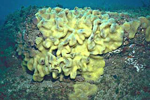 Sponge. Photo courtesy South Florida Water Management District