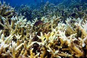 Staghorn coral. Photo courtesy U.S. Geological Survey