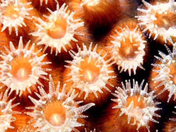 Star coral (Montastraea annularis) polyps. Photo © Mark Younger