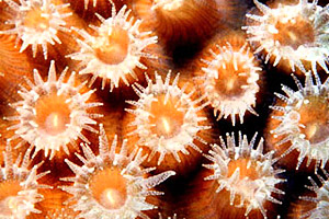 Star coral (Montastraea annularis) polyps. Photo © Mark Younger