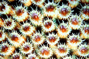 Great star coral. Photo © Mark Younger