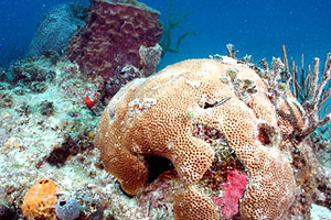 Massive starlet coral. Photo © David Gilliam/National Coral Reef Institute