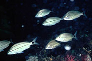 Tomtate (Haemulon aurolineatum). Photo courtesy NOAA