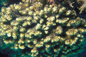 Tube coral. Photo courtesy South Florida Water Management District