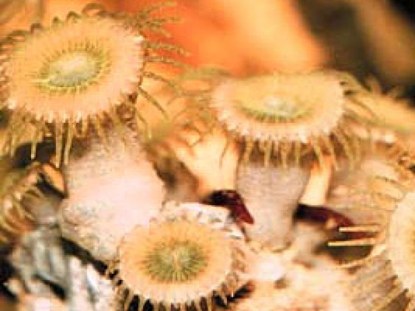 Zoanthid. Photo courtesy NOAA