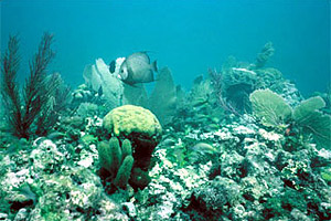Corals require light to maintain their symbiotic association with zooxanthellae. Photo courtesy U.S. Geological Survey
