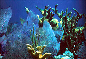 Corals tolerate a narrow range of salinity. Photo courtesy National Park Service