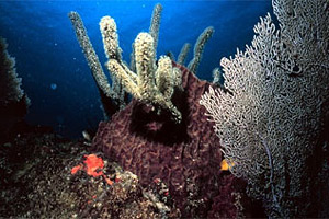 Water clarity is necessary for optimal coral growth. Photo courtesy NASA