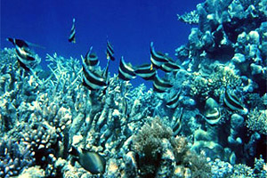 Warm water temperatures are required for coral survival. Photo courtesy NASA