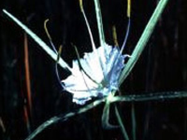 Alligator lily (Hymenocallis palmeri). Photo courtesy National Park Service