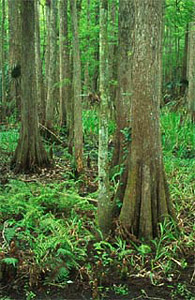 Bald cypress. Photo courtesy U.S. Forest Service
