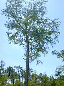 Bald cypress tree. Photo courtesy U.S. Geological Survey