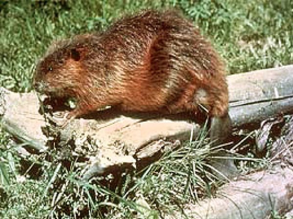 Beaver (Castor canadensis). Photo courtesy Bill Banazewski/U.S. Fish and Wildlife Service