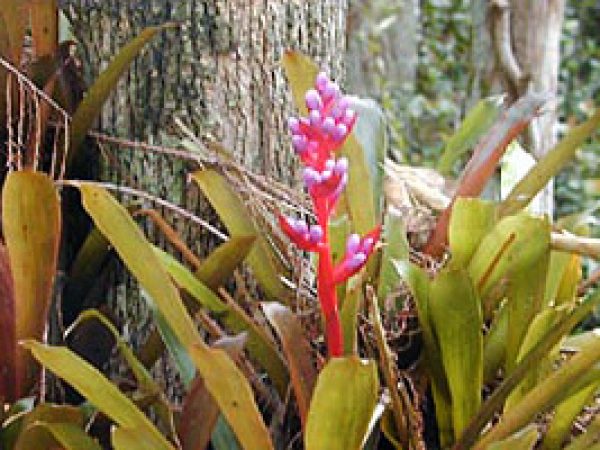 Bromeliad. Photo courtesy U.S. Geological Survey