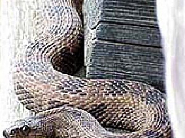 Brown water snake (Nerodia taxispilota). Photo courtesy U.S. Fish and Wildlife Service