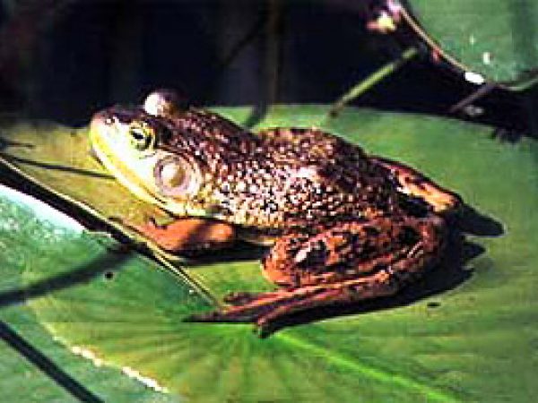 Bull frog (Rana catesbeiana). Photo courtesy Mike Mossman/U.S. Geological Survey