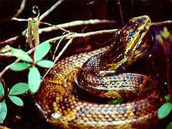 Eastern cottonmouth (Agkistrodon piscivorus). Photo courtesy U. S. Fish and Wildlife Service