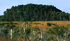 Cypress Dome courtesy Environmental Protection Agency