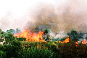 Everglades Wetland fire. Photo © J. S. Levine, NASA