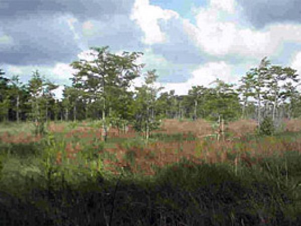 Cypress trees lose their leaves in the autumn and regrow new leaves in the spring. Photo courtesy National Park Service