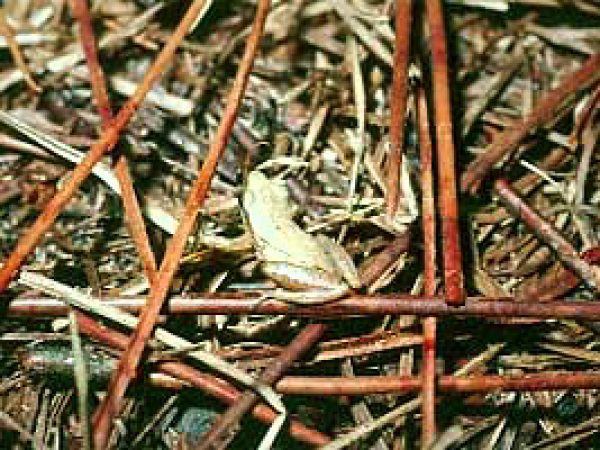 Little grass frog (Pseudacris ocularis). Photo courtesy U.S. Geological Survey