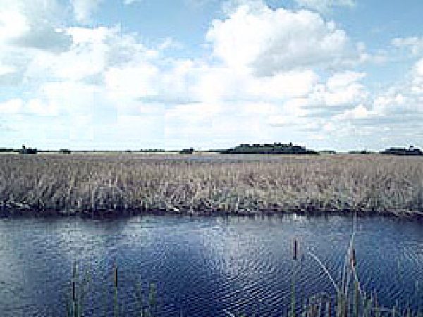 Tree islands. Photo courtesy U.S. Geological Survey