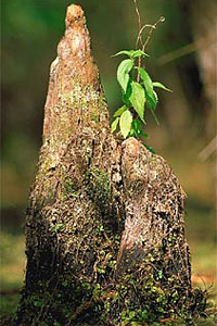 Cypress knee. Photo courtesy South Florida Water Management District