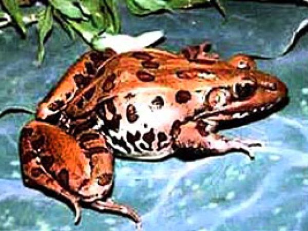 Leopard frog (Rana sphenocephala). Photo © Kenneth Krysko