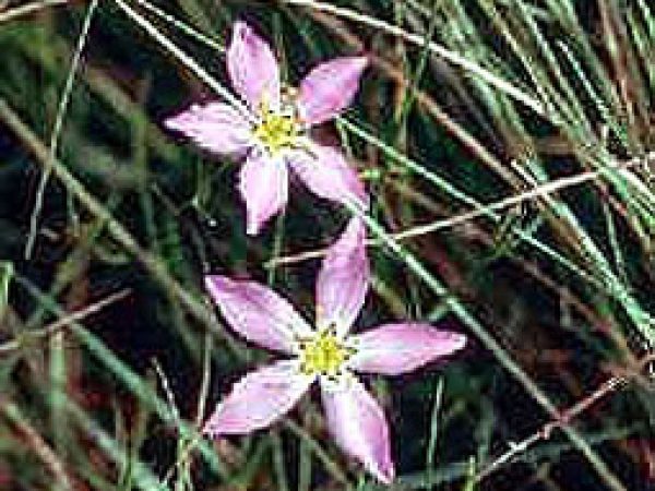 Marsh pink (Sabatia stellaris). Photo courtesy National Park Service