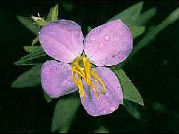 Meadow beauty (Rhexia virginica). Photo courtesy U.S. Geological Survey