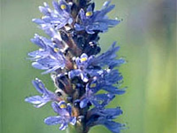 Pickerel Weed © Frithjof Holmboe, California Academy of Sciences