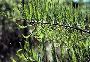 Leaves of the pond pypress. Photo courtesy NOAA