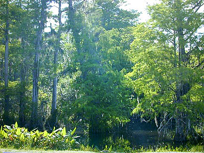 Cypress pond. Photo courtesy U.S. Geological Survey