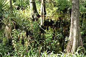 Pond cypress trees. Photo courtesy U.S. Geological Survey