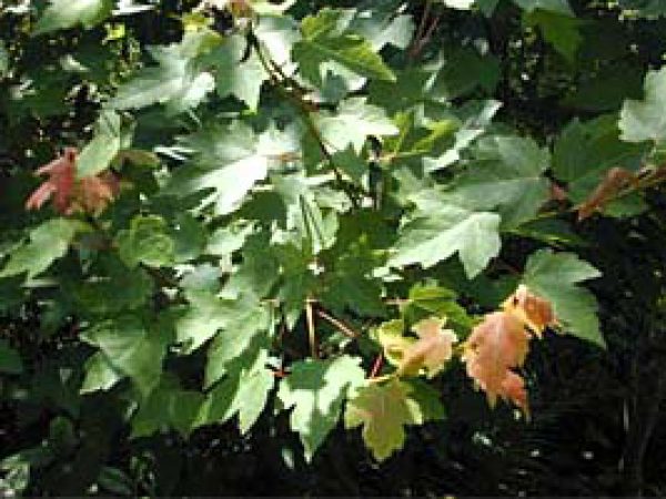 Red maple (Acer rubrum). Photo courtesy U.S. Geological Survey