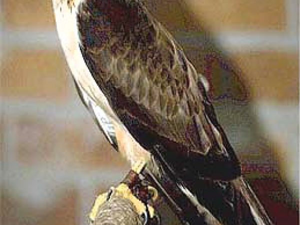 Short-tailed hawk (Buteo brachyurus ). Photo courtesy Peter S. Weber/ U.S. Geological Survey