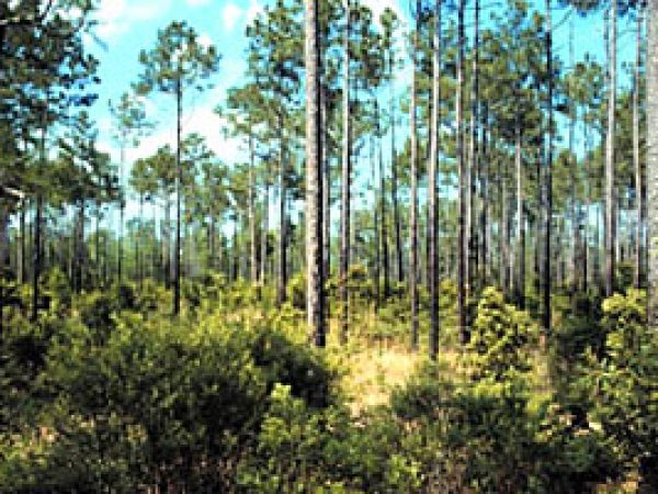 Slash pine (Pinus elliotii). Photo courtesy NOAA