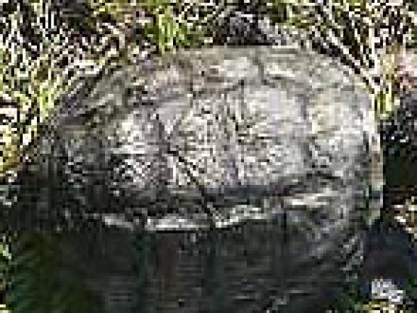 Florida snapping turtle (Chelydra serpentina osceola). Photo courtesy U.S. Geological Survey