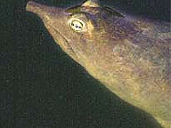 Florida softshell turtle (Apalone ferox). Photo courtesy South Florida Water Management District