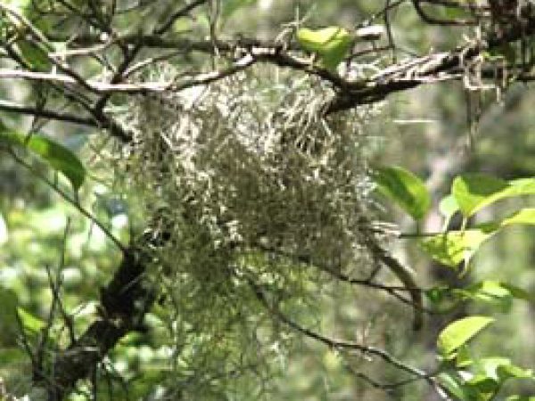 Bromeliad. Photo courtesy U.S. Geological Survey
